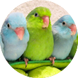image of small parrots