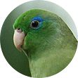 parrotlet image