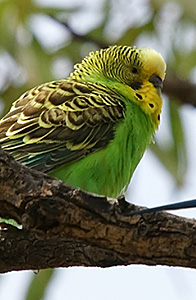 budgie on a branch