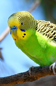 budgie on a branch