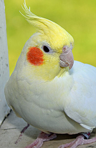 picture of a cockatiel