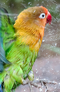 lovebird playing in water spray