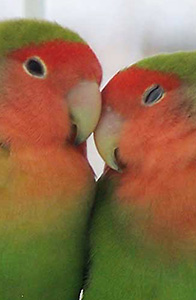 two peach-faced lovebirds