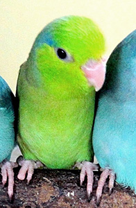 green pacific parrotlet