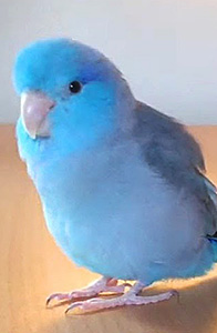 blue pacific parrotlet