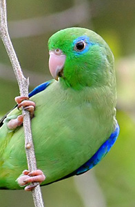 green pacific parrotlet on branch